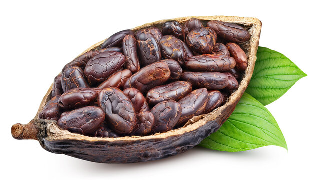 Fresh cacao fruit with beans and leaf. Cocoa pod isolated white background