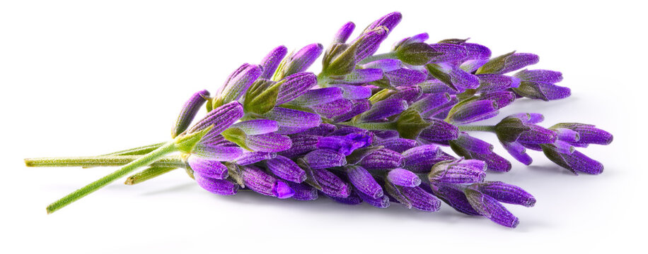 Lavender sprigs isolated on white background. Ripe organic fresh purple lavender stems