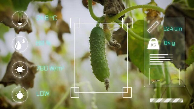 Close-up of cucumber plant with AI monitoring interface showing crop metrics and environmental data for precision agriculture and smart greenhouse management