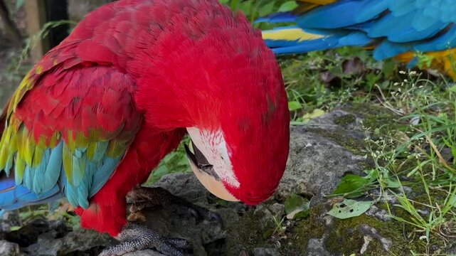 Red, blue and yellow colour beautiful Perot 
