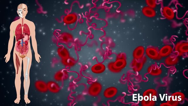Ebola Virus Animation with Human Anatomy and Red Blood Cells