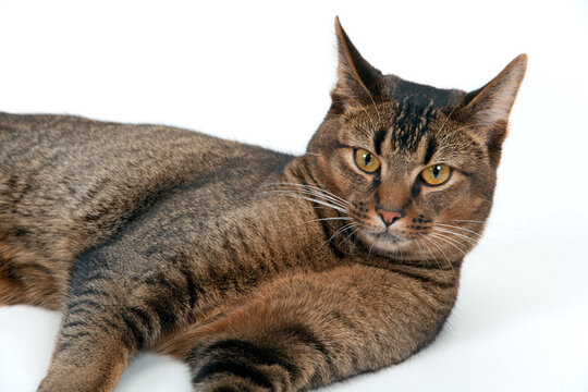 Studio shot on white seamless of a cute part-Abyssinian young male cat lying down looking at the camera