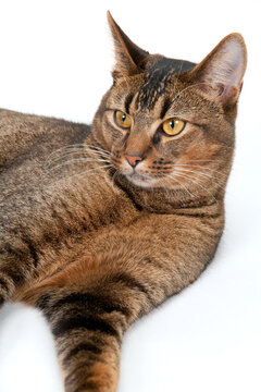 Studio shot on white seamless of a cute part-Abyssinian young male cat lying down