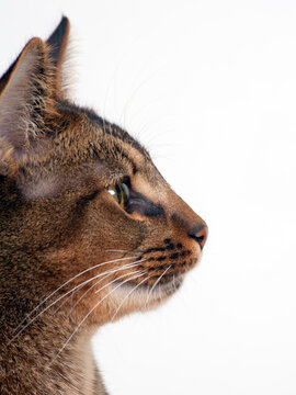 Part Abyssinian young male cat profile