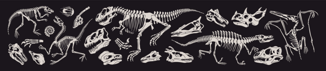 Dinosaurs skeletons set. Skulls and bones of animals of Jurassic era. Ancient fossils and remains of tyrannosaurus, pterodactyl. Paleontology and archeology. Flat isolated vector illustrations © Paper Trident