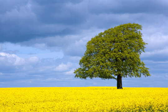A single tree in a field of vibrant yellow oil seed rape in summer sunshine near Tetbury in the Cotswolds, Gloucestershire, UK