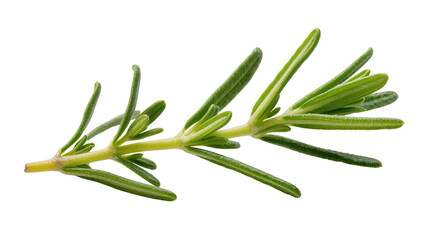 Fototapeta premium Isolated fresh aromatic green rosemary sprig an essential cooking herb and spice ingredient