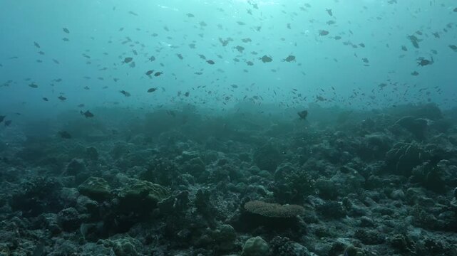 Sunlight dances over a vibrant coral reef in Indonesia's remote Banda Sea, where schools of fish thrive in the calm, sunlit wilderness.