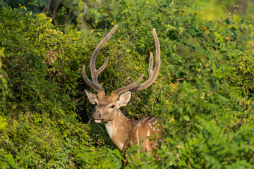 A spotted deer stag with large antlers peering out. Keoladeo National Park Rajasthan India. © TheStorygrapher