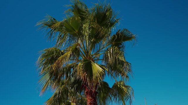 Palm tree leaves sway in the wind against a blue sky.