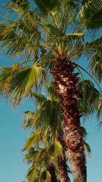 Palm tree leaves sway in the wind against a blue sky.