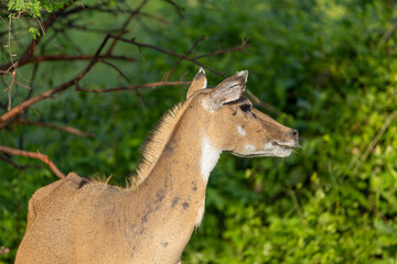 A nilgai antelope standing in profile among lush green vegetation. Keoladeo National Park Rajasthan India. © theStorygrapher