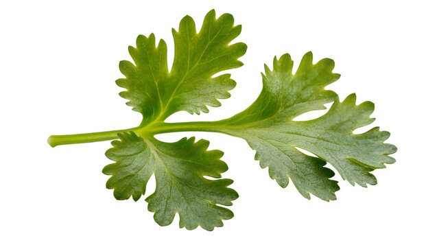Isolated fresh coriander herb leaf, natural and healthy aromatic seasoning