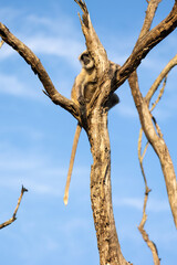 Gray langur monkey sitting on a dead tree with its long tail hanging. Jim Corbett National Park Uttarakhand India. © theStorygrapher