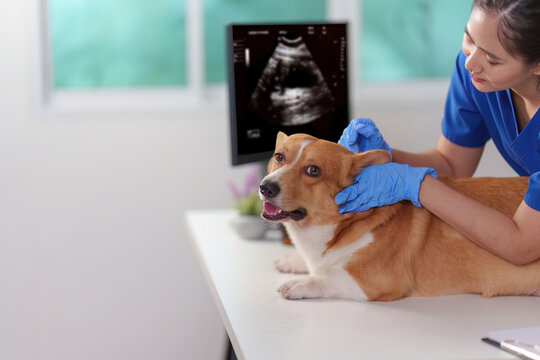 Asian female veterinarian examining corgi dog with ultrasound monitor in clinic