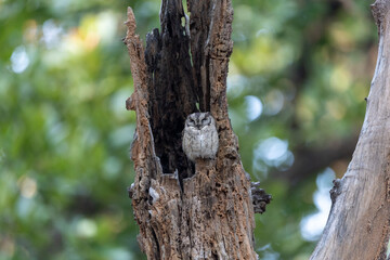 Fototapeta premium Indian scops owl roosting in the hollow of a dead tree trunk. Bandhavgarh National Park Madhya Pradesh India.