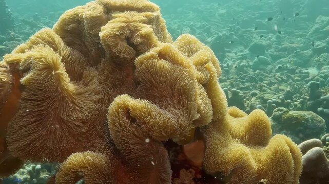 Journey through a breathtaking coral garden teeming with life in the Banda Sea, Indonesia. Watch as colorful corals dance gently with the currents beneath the warm, clear water.