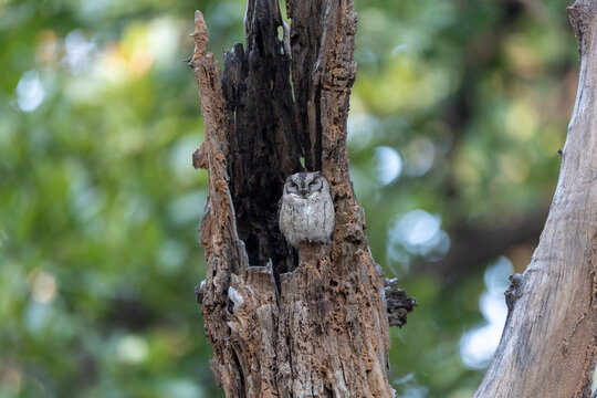 Indian scops owl roosting in the hollow of a dead tree trunk. Bandhavgarh National Park Madhya Pradesh India.