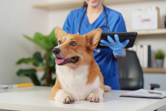 Welsh Corgi on examination table at veterinary clinic for pet healthcare checkup