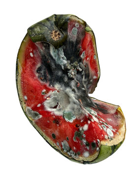Rotting watermelon slice isolated
