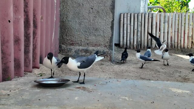 Seagulls gather and feed from a metal dish on a sandy outdoor patio area