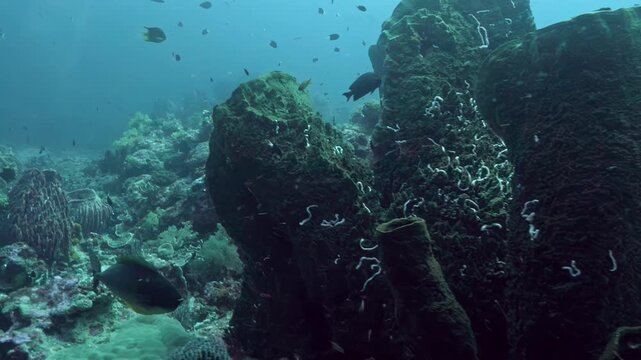 Slowly gliding over a vibrant coral garden in the Banda Sea reveals colorful marine life and intricate coral structures. Experience the beauty of this underwater paradise as nature thrives in harmony.