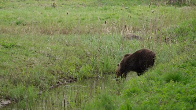 Eurasian brown bear drinks at pond edge in Estonia, stepping into shallow water in slow motion. Wild ursus arctos in meadow wetland habitat, natural behavior close view.