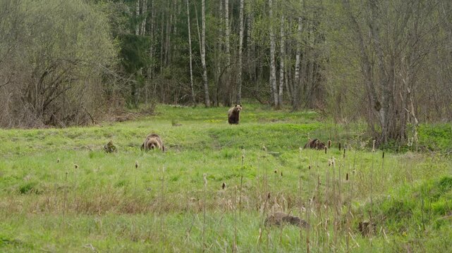 Eurasian brown bears cross a grassy forest clearing in slow motion, three individuals moving through spring meadow near birch trees, natural habitat behavior in the wild. Goldilocks comparisons.