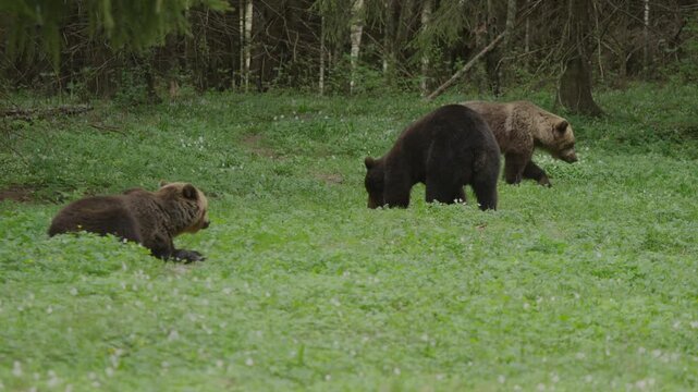 Three brown bears in forest clearing as one rests while two walk and forage across green meadow edge, surrounded by woodland undergrowth in natural habitat.