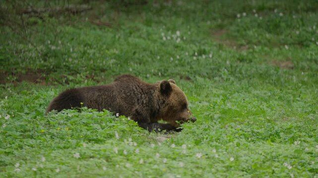 Eurasian brown bear lies in long grass, lifts head and chews, then lowers it again. Slow motion wildlife behavior in a green meadow habitat.