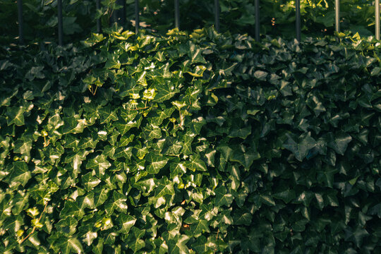 textura de plantas