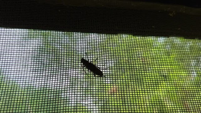 Orbiting camera captures an insect silhouette resting on a window screen with soft green foliage in the background