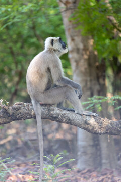 Gray langur monkey sitting in profile on a branch with its long tail. Jim Corbett National Park Uttarakhand India.