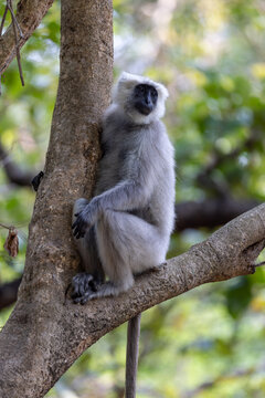 Gray langur monkey perched on a tree branch in the forest. Jim Corbett National Park Uttarakhand India.