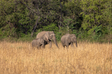 Fototapeta premium Asian elephant herd with a calf moving through tall dry grassland. Jim Corbett National Park Uttarakhand India.