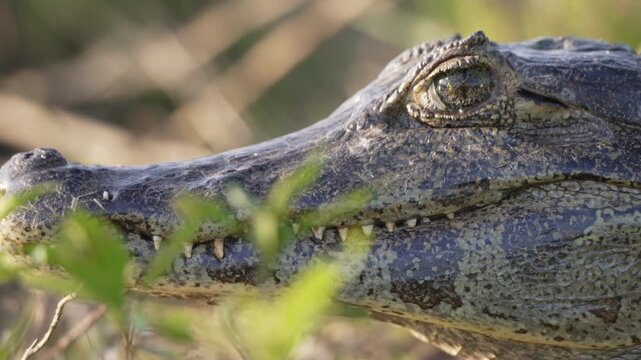 Yacare caiman head in close up rests among green grass in a sunlit wetland, teeth and scaly skin sharply detailed for wildlife or conservation stories.