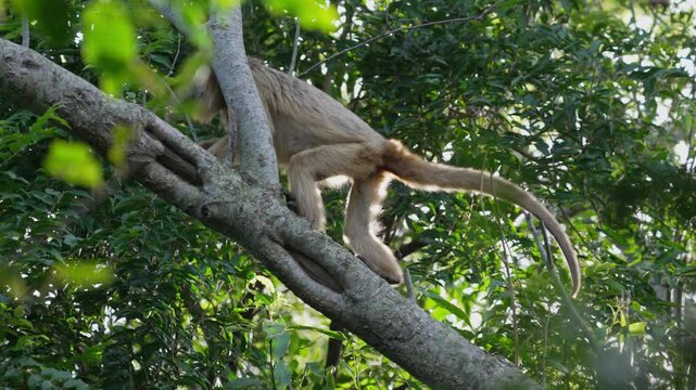 Golden female black-and-gold howler moves cautiously along a slanted tree branch amid dense green canopy in Argentina, useful for wildlife conservation or primate behavior content.