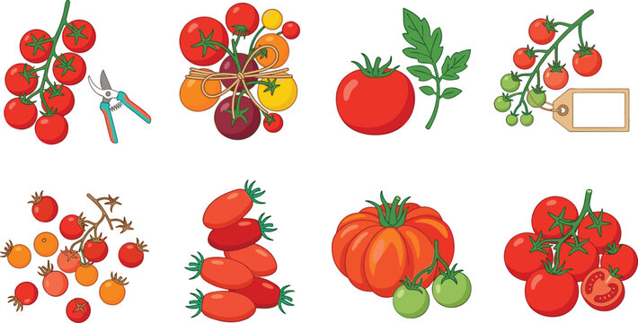 Fresh Tomato Varieties with Garden Vines and Pruning Tools Vector Collection