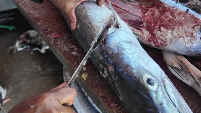 Close-up of authentic fisherman's hands skillfully cleaning and filleting a freshly caught barracuda, highlighting traditional coastal seafood processing methods