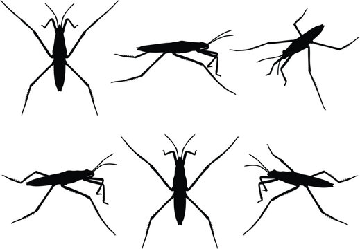 Black Water Strider Insect Silhouette Pattern Vector Illustration Set On Clean White Background Design
