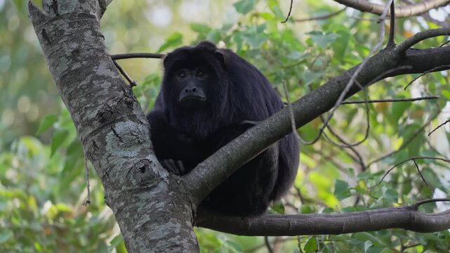 Male black howler monkey sits still on a thick tree branch surrounded by green foliage in an Argentine forest habitat, useful for wildlife behavior or conservation stories.