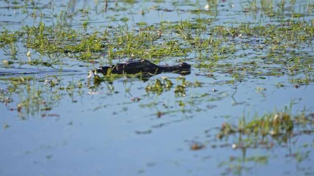 Yacare caiman glides through calm, plant-filled water in a freshwater wetland, with only its head and back breaking the surface as it moves in hunting mode.