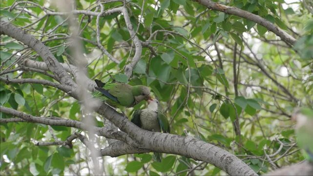 Two monk parakeets perch close together on a leafy tree branch, gently interacting among dense green foliage.