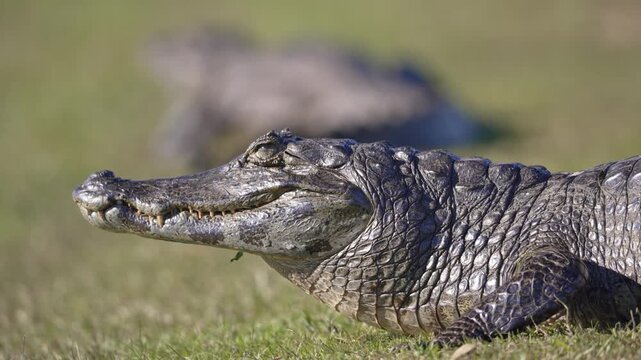 Yacare caiman rests on short grass with a second caiman blurred in the background, showing its armored scales and profile for wildlife, biodiversity, or conservation stories. Rack Focus.