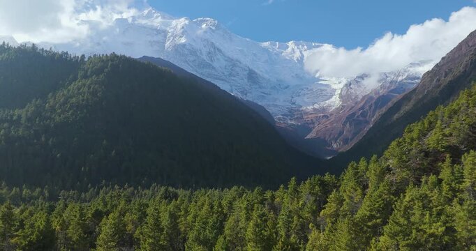Annapurna Circuit Manang Nepal, aerial drone shot along the Annapurna Circuit trek showcasing a vast pine forest canyon nestled below the majestic snow covered Himalayan mountains.