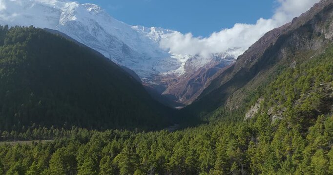 Annapurna Circuit, Manang, Nepal, aerial pull-out shot from a dense pine forest valley revealing the massive snow-covered peaks of Annapurna II along the Himalayan range.
