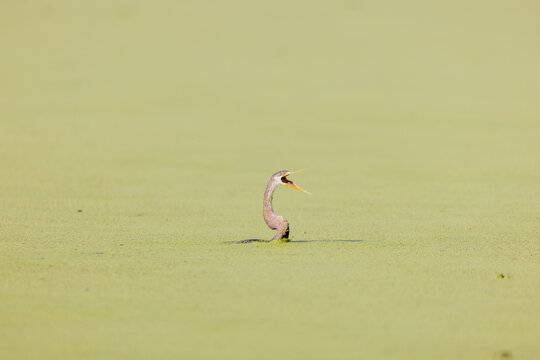 Oriental darter with bill open holding its neck above a duckweed pond. Keoladeo National Park Rajasthan India.