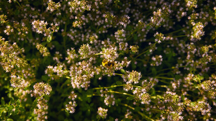 Obraz premium Fuzzy bumblebee gathering nectar from tiny pale pink wildflowers in sunlit herb garden, top view with soft green foliage, delicate blossoms, warm afternoon glow