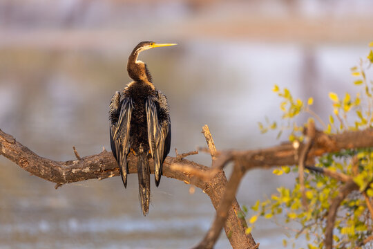 Oriental darter sunning on a bare branch above a lake. Keoladeo National Park Rajasthan India.