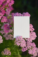 Blank sign board surrounded by vibrant pink and purple yarrow flowers. © Marina Shvetsova